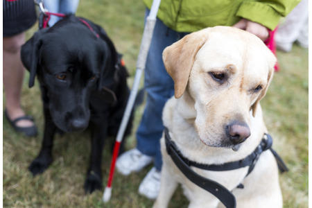 盲導犬と麻薬探知犬にとって 仕事は楽しみの1つ まとめ 動物のリアルを伝えるwebメディア Reanimal