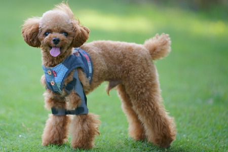 飼い主の笑顔と動物の幸せのために…ペット用の義足・装具という選択肢