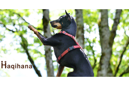 ハキハナ　ハーネス・リードセット Sサイズ 色ロッソ 犬用ハーネス「ハキハナ」に新色・ロッソカラーが登場 | 動物のリアル