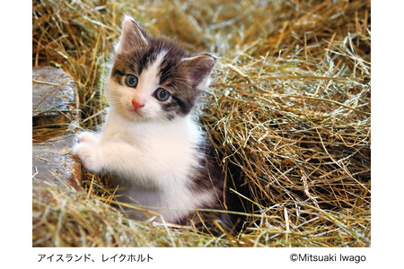 岩合光昭写真展 こねこ 日本橋三越本店にて開催 2月16日 2月28日 動物のリアルを伝えるwebメディア Reanimal