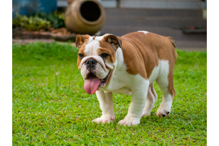 ヨーロッパの動物愛護事情 Vol 7 ノルウェーで犬の福祉向上に大きな一歩 2犬種の繁殖に違法判決 動物 のリアルを伝えるwebメディア Reanimal