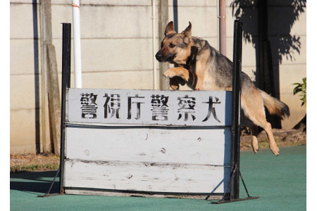 働く犬たち 警察犬編 鋭い嗅覚を生かし捜査現場で活躍 インタビュー 動物のリアルを伝えるwebメディア Reanimal 働く犬たち 警察犬編 鋭い嗅覚を生かし捜査現場で活躍 インタビュー 動物のリアルを伝えるwebメディア Reanimal
