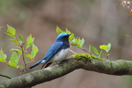 星のや軽井沢 野鳥観察 ティータイムを楽しむ プライベート探鳥 を開催 3月25日 5月31日 動物のリアルを伝えるwebメディア Reanimal