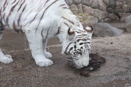ホワイトタイガーが鹿肉をガリガリ 屠体給餌 ってなに 東武動物公園 動物のリアルを伝えるwebメディア Reanimal