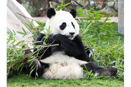 パンダの楓浜、4月上旬のひとり立ちに向けて準備スタート