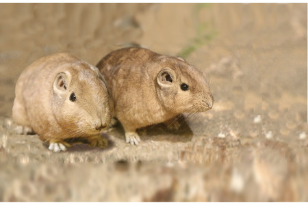 砂漠の妖精 グンディ 神戸どうぶつ王国にて公開 3月4日から 動物のリアルを伝えるwebメディア Reanimal