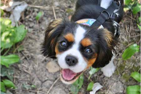 愛犬との生活で気をつけたいこと Vol 2 よりペットに優しい社会の実現を目指して 動物のリアルを伝えるwebメディア Reanimal 愛犬との生活で気をつけたいこと Vol 2 よりペットに優しい社会の実現を目指して 動物のリアルを伝えるwebメディア Reanimal