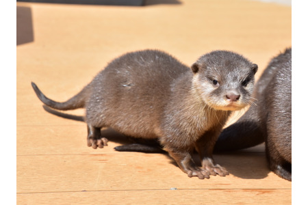コツメカワウソの赤ちゃん 名前は あおば よつば いろは に決定 Hana Biyori 動物のリアルを伝えるwebメディア Reanimal