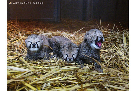 チーターの赤ちゃん3頭が誕生 昨年に続く出産 アドベンチャーワールド 動物のリアルを伝えるwebメディア Reanimal