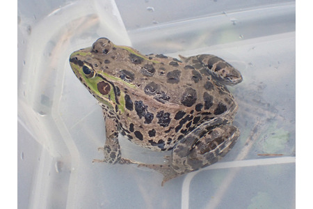 岸本ウラチ　ナゴヤダルマガエル 企画展「洪水を生き抜いたナゴヤダルマガエル 岡山県倉敷市真備町の