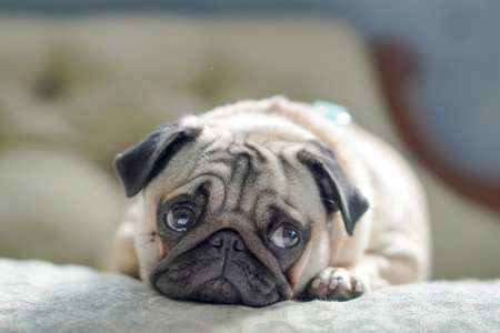 わんことにゃんこ写真展 開催 4月16日までインスタグラムで犬猫写真を募集中 動物のリアルを伝えるwebメディア Reanimal