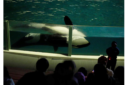 鴨川シーワールド Gw ナイトアドベンチャー を開催 4月15日予約受付スタート 動物のリアルを伝えるwebメディア Reanimal