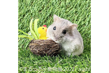 ハムスターやハリネズミなどが主役の写真 物販展 まるっと小動物展 名古屋と東京で開催 動物のリアルを伝えるwebメディア Reanimal