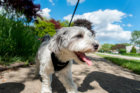 愛犬と 手をつないで 安全なお散歩を楽しもう リードの大切さ 動物のリアルを伝えるwebメディア Reanimal