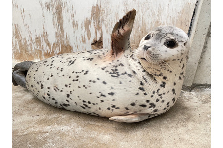 ゴマフアザラシの赤ちゃん 5月3日にプールデビュー 東武動物公園 動物のリアルを伝えるwebメディア Reanimal