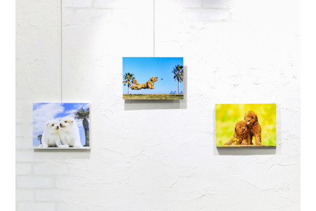 わんことにゃんこ写真展 東京 世田谷にて開催 5月2日 4日 動物のリアルを伝えるwebメディア Reanimal