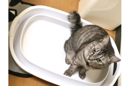 赤ちゃんと猫 vol.3】「水が怖くないの？」娘のバスタイムを覗く猫の 