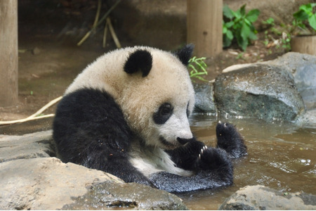 上野動物園、ジャイアントパンダ「シャンシャン」の3歳記念企画