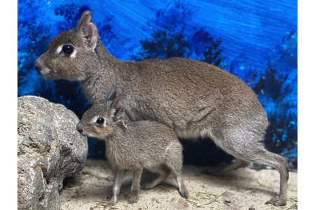 カピバラやヒメマーラなどの赤ちゃんが誕生 伊豆シャボテン動物公園 動物のリアルを伝えるwebメディア Reanimal
