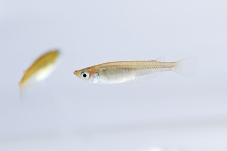 ドワンゴ ニコニコ生放送でメダカの産卵から孵化まで0時間観察 6月13日 日 動物のリアルを伝えるwebメディア Reanimal