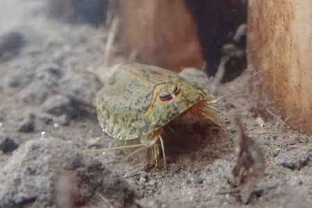 田んぼに現れる「生きた化石」たちの展示をスタート…アクア・トト ぎふ