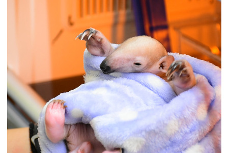 伊豆シャボテン動物公園 ミナミコアリクイの赤ちゃん誕生 動物のリアルを伝えるwebメディア Reanimal