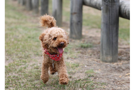 アニコム保険 人気犬種ランキングを発表 トイ プードルが11連覇達成 動物のリアルを伝えるwebメディア Reanimal アニコム保険 人気犬種ランキングを発表 トイ プードルが11連覇達成 動物のリアルを伝えるwebメディア Reanimal