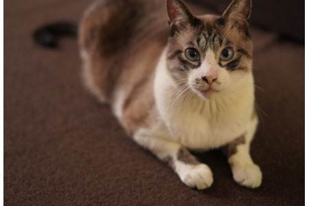 保護猫ふくちゃんとの生活 Vol 2 保護猫を迎えるに当たっての様々な条件 動物のリアルを伝えるwebメディア Reanimal