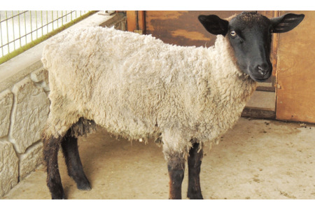 那須りんどう湖レイクビュー 新たに サフォーク種 の羊とのふれあいや展示を開始 7月23日から 動物 のリアルを伝えるwebメディア Reanimal