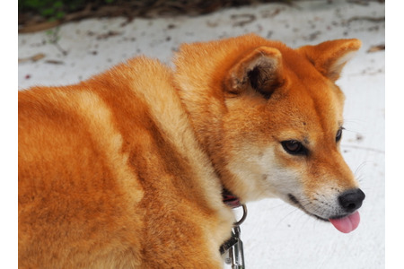 柴犬キュウの物語 Vol 3 お散歩大好き 他の動物たちにも興味津々 動物のリアルを伝えるwebメディア Reanimal