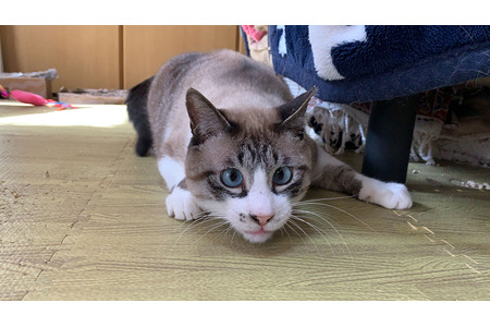 保護猫ふくちゃんとの生活 Vol 3 譲渡会にて運命の出会い 動物のリアルを伝えるwebメディア Reanimal