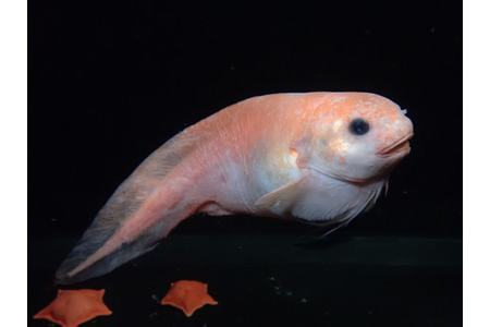 アクアマリンふくしま、新種の深海魚を発見!「モユククサウオ」と命名