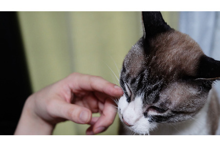 保護猫ふくちゃんとの生活 Vol 4 ベッドの下に立て籠もり お迎え1日目 動物のリアルを伝えるwebメディア Reanimal