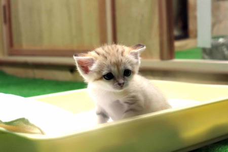 新たなスナネコの赤ちゃん誕生は飼育員も予想外 性格は勝ち気 那須どうぶつ王国 動物のリアルを伝えるwebメディア Reanimal