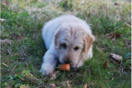 犬にあげてもよい野菜は 栄養とあげる時の注意点 ダイエット効果も 動物のリアルを伝えるwebメディア Reanimal