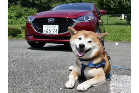 柴犬ハルの気になるクルマ ディーゼル車の音やパワーフィールを犬はどう感じる マツダ2で試す 動物のリアルを伝えるwebメディア Reanimal 柴犬ハルの気になるクルマ ディーゼル車の音やパワーフィールを犬はどう感じる マツダ2で試す 動物のリアルを伝えるwebメディア Reanimal