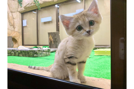 旅好きが選ぶ 日本人に人気の動物園 水族館ランキング 発表 トリップアドバイザー 動物のリアルを伝えるwebメディア Reanimal