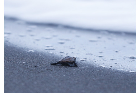 鴨川シーワールド 保護した卵から孵化したアカウミガメの子ガメを放流 動物のリアルを伝えるwebメディア Reanimal