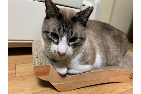 保護猫ふくちゃんとの生活 Vol 6 お迎えにかかった費用は できる範囲での支援を 動物のリアルを伝えるwebメディア Reanimal