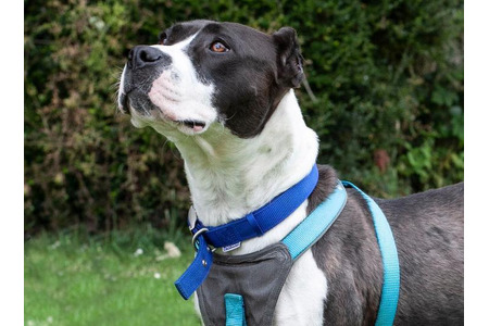 イギリスの動物愛護事情 Vol 5 犬の福祉向上に向けた署名活動 断耳された犬の輸入禁止 動物のリアルを伝えるwebメディア Reanimal