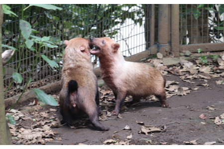動物園のわんこ ズーラシアのヤブイヌ 胴長短足 走っているだけで愛くるしい 動物のリアルを伝えるwebメディア Reanimal