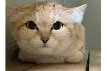 那須どうぶつ王国と神戸どうぶつ王国に「スナネコ」が登場…3月20日