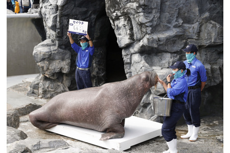 アカウミガメの赤ちゃんとセイウチの体重は 鴨川シーワールド 海の生き物 公開体重測定 結果報告 動物のリアルを伝えるwebメディア Reanimal