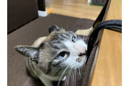 保護猫ふくちゃんとの生活 Vol 9 ボロボロになるまで追いかける 真夜中に始まる大運動会 動物のリアルを伝えるwebメディア Reanimal