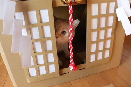 今年の初詣はネコ神社にお参りだ と思ったら荒ぶる神になってしまった 動物のリアルを伝えるwebメディア Reanimal