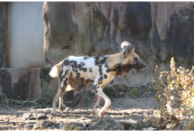 ハイエナじゃないよ 3トーンの毛色が鮮やかなリカオン 富士サファリパーク 動物のリアルを伝えるwebメディア Reanimal