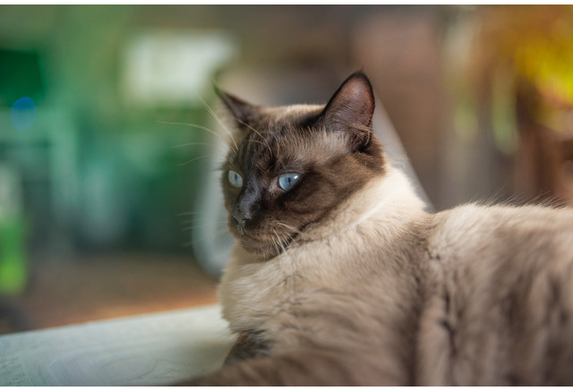 猫の病気 動脈血栓塞栓症 雑種猫よりも純血種のほうが起こりやすい 動物のリアルを伝えるwebメディア Reanimal