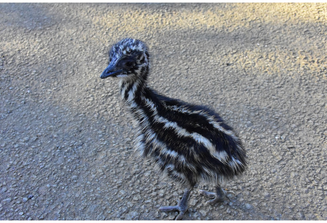 伊豆シャボテン動物公園でカピバラ ミミナガヤギ エミューの赤ちゃん誕生 3枚目の写真 画像 動物のリアルを伝えるwebメディア Reanimal