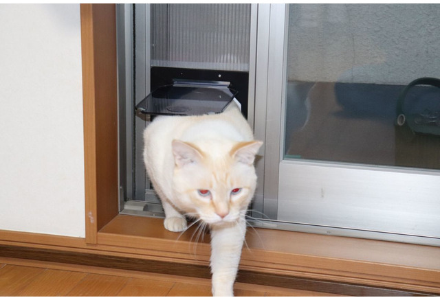 エアコンをつけていても出入り自由 網戸への猫ドア取り付け ねこdiy 動物のリアルを伝えるwebメディア Reanimal エアコンをつけていても出入り自由 網戸への猫ドア取り付け ねこdiy 動物のリアルを伝えるwebメディア Reanimal