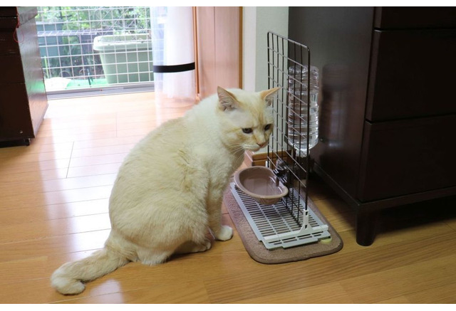 いつでも新鮮な水を 100円ショップのグッズで水飲み場づくり ねこdiy 動物のリアルを伝えるwebメディア Reanimal